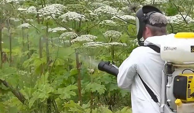     В Ивановской области будет создан Штаб по борьбе с борщевиком
