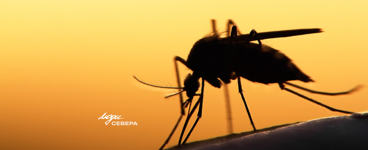 Комары и мошкара – суперзлодеи из тундры. Как от них защититься | Люди ...