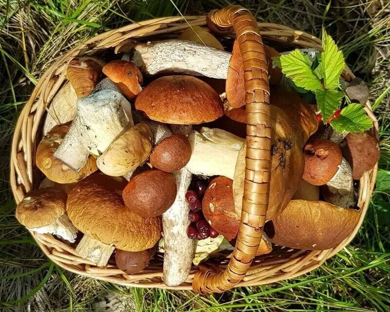 Корзина с грибами.