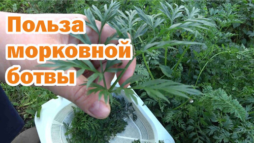 Польза морковной ботвы