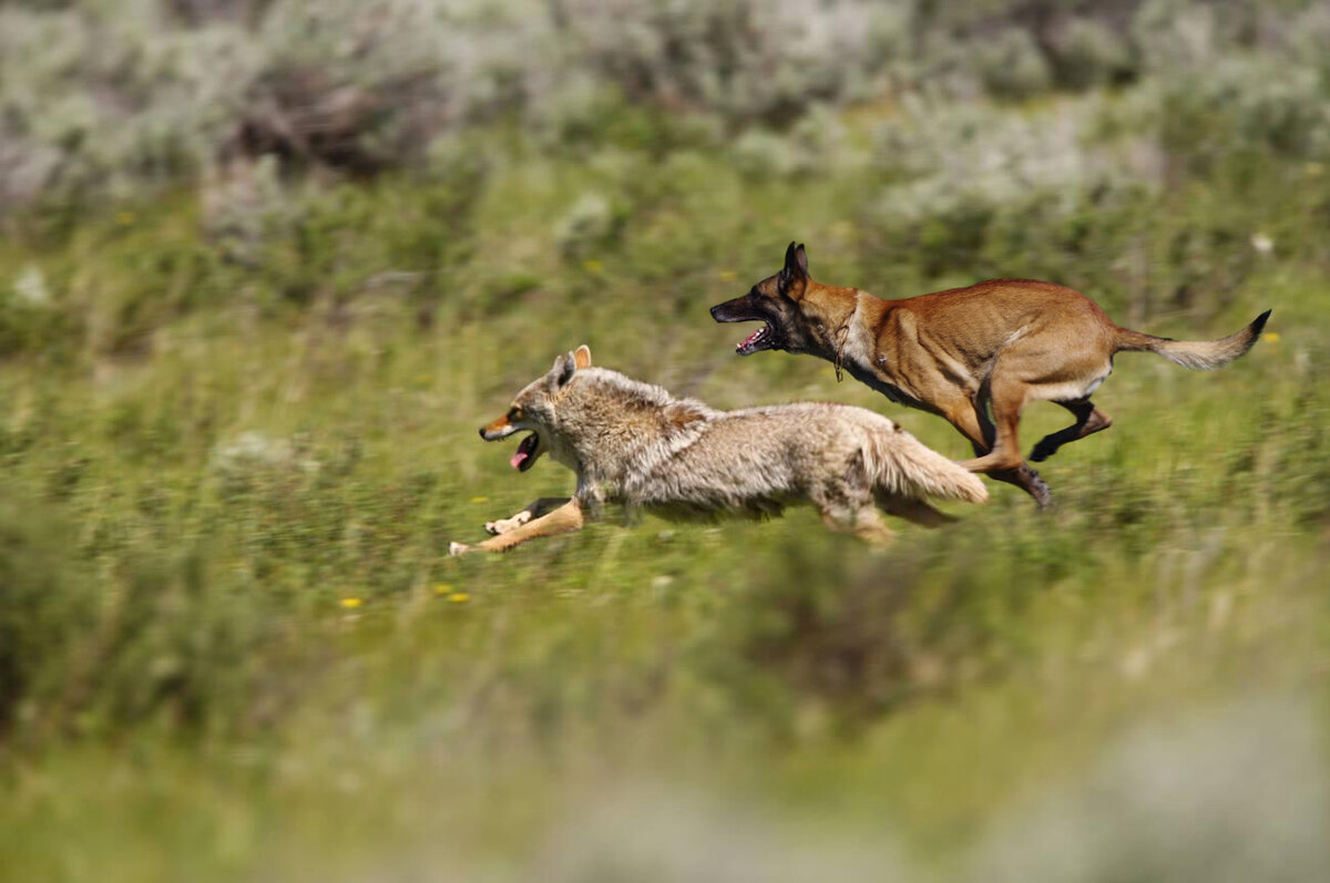 Большинство собак не в состоянии совладать с прытью и ловкостью койота. Фотоколлаж автора.