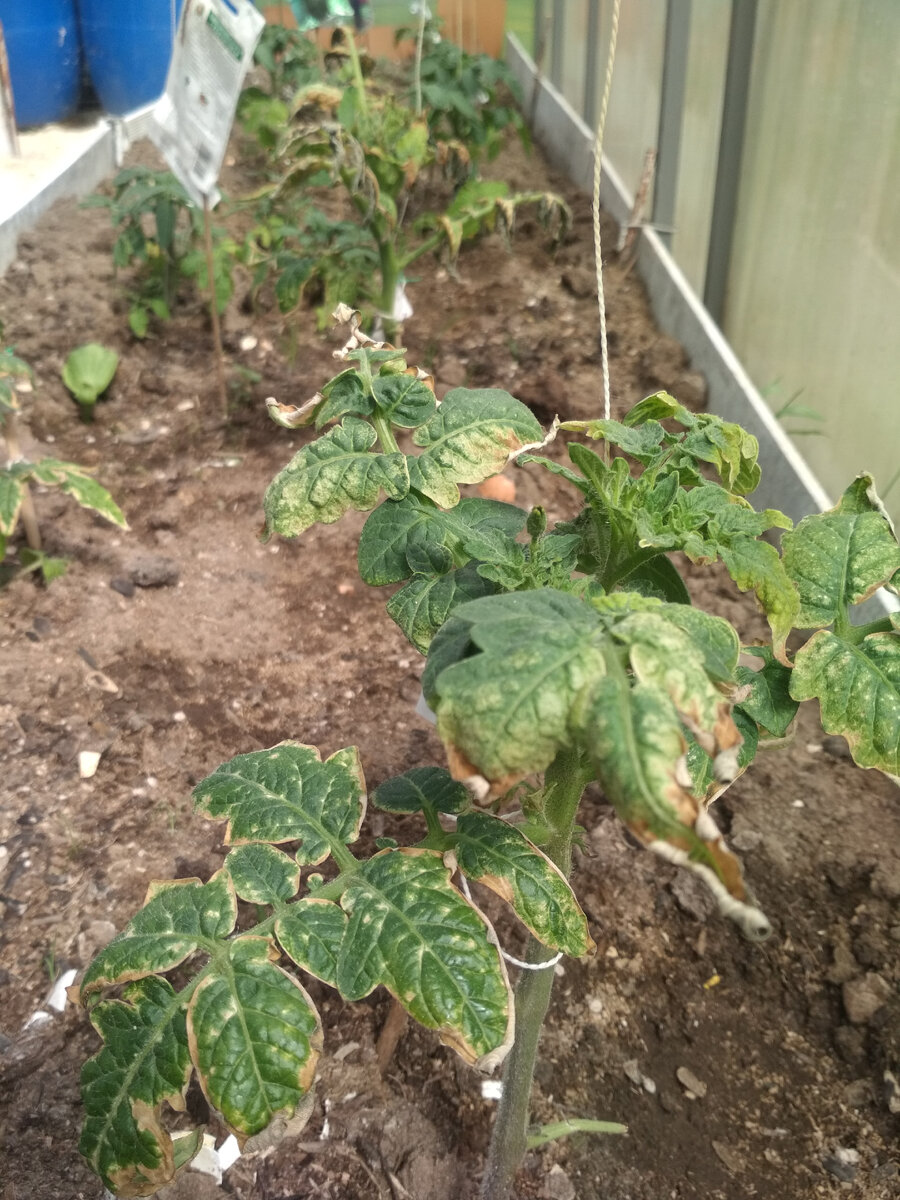 Ряд поверженных помидор