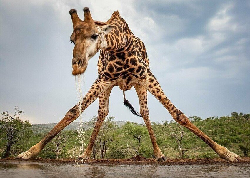 Картинка взята с бескрайних просторов интернета. Здесь жирафа не тошнит. Он просто пьет, если что.