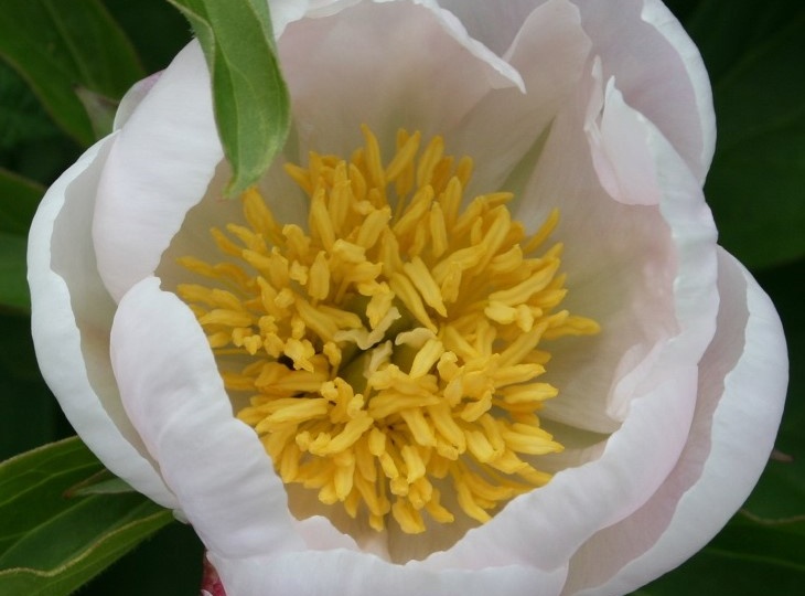 Размножение пиона травянистого