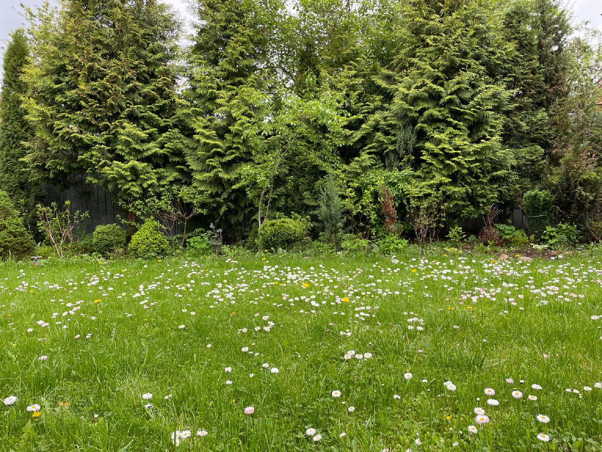 Та же лужайка с другого ракурса