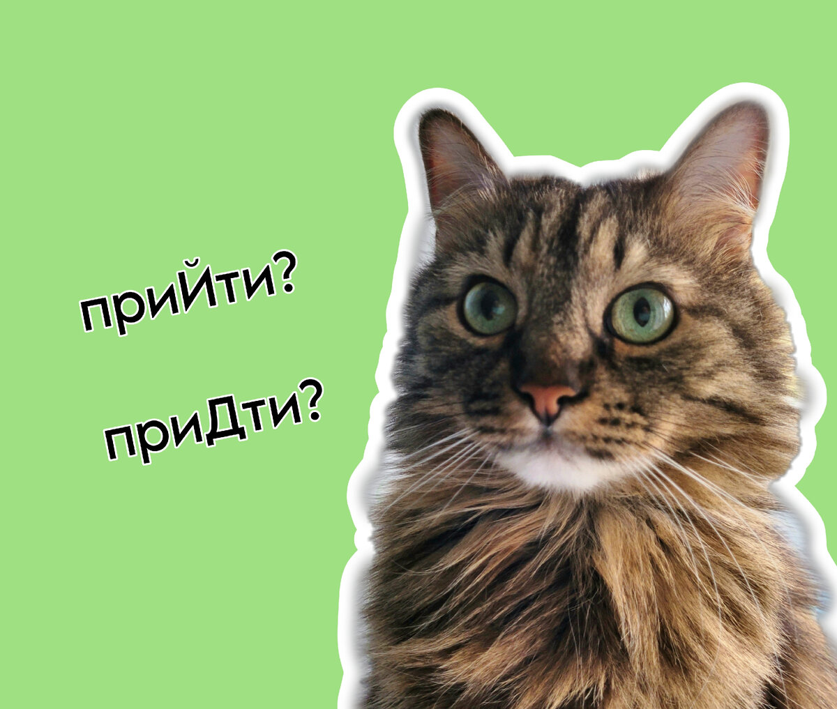 Моя пушистая помощница)