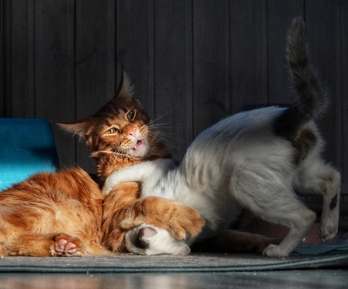 Кот без хвоста лучше чем хвост без кота... | Дом с Котом | Дзен