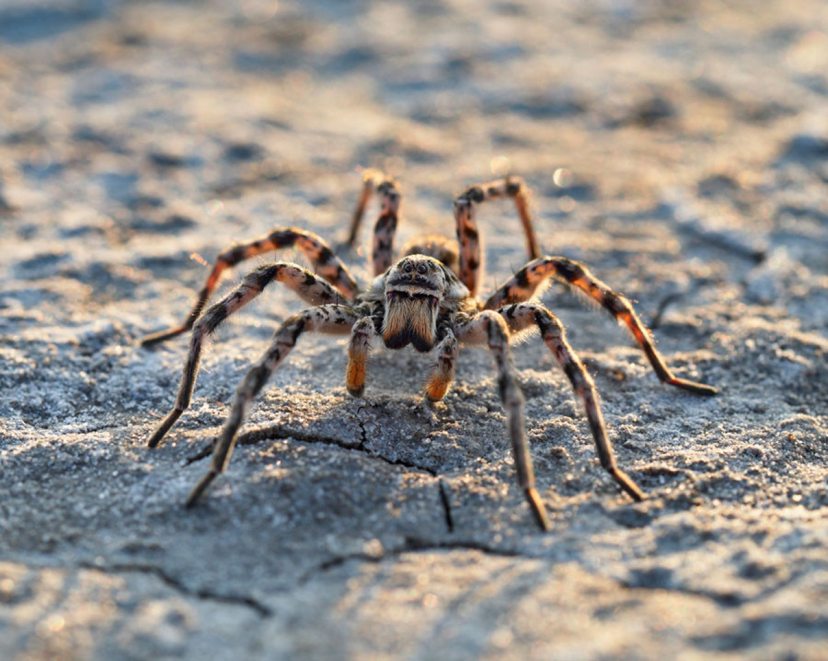 фото из Интернета 