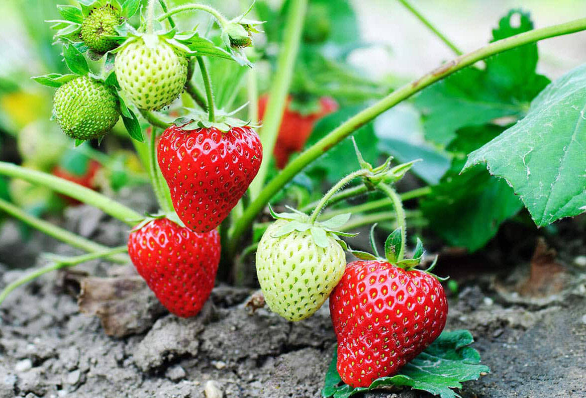 Источник:https://nagrunte.ru