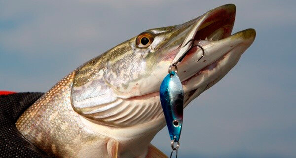 Поклёвка щуки на блесну