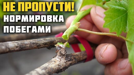 Нормировка кустов винограда побегами 🌱