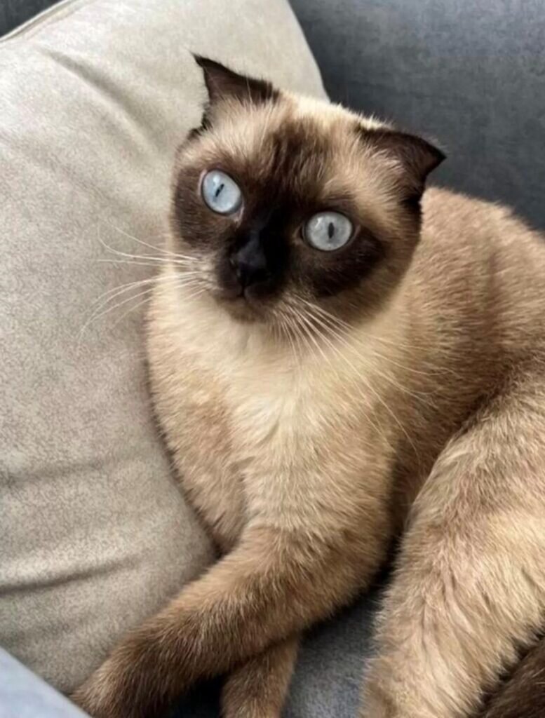 Спасенная. Источник фото: https://www.universoanimali.it/uomo-prende-al-volo-il-gatto-caduto-dal-palazzo-e-pazzesco-video/