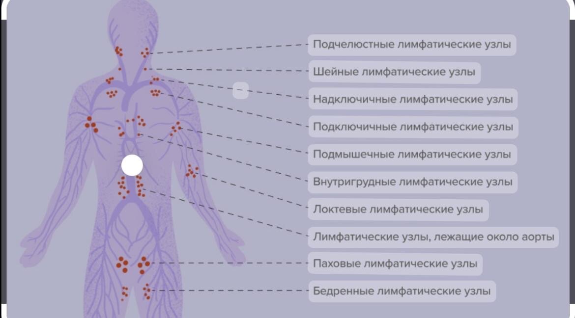 Лимфоузлы на теле человека. Лимфатические узлы фото.