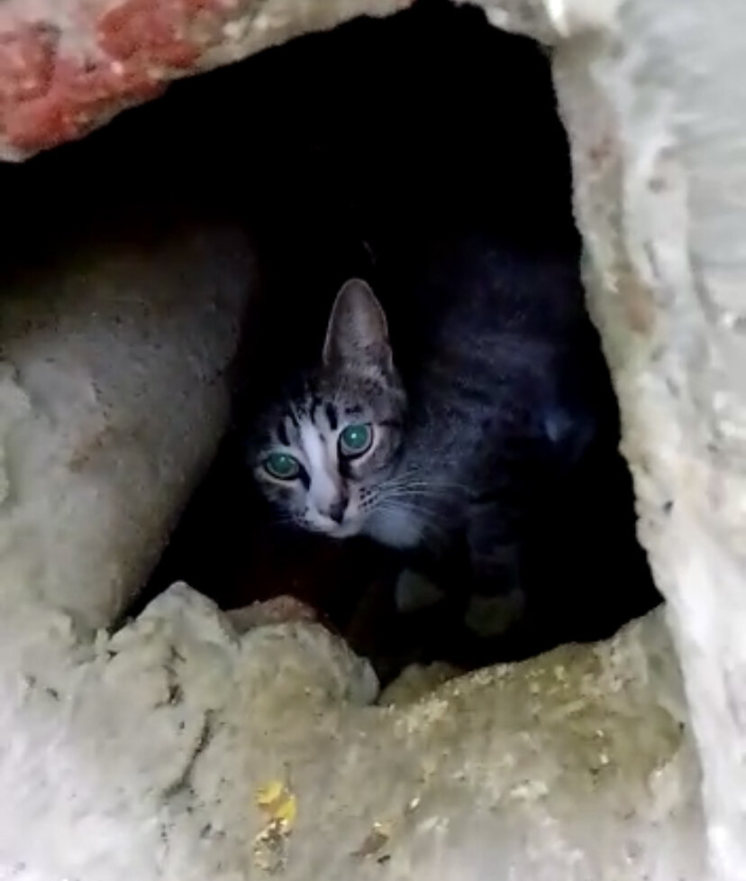 Новенький тощий котик подкидыш 