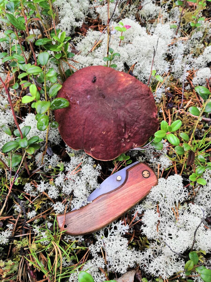 "Северный край за туманными далями!" Фото автора.