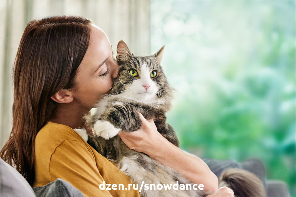 Сколько "человеческих" лет моей кошке? Коэффициент пересчета для любознательных