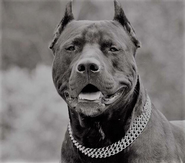 Опасен даже для своих хозяев!