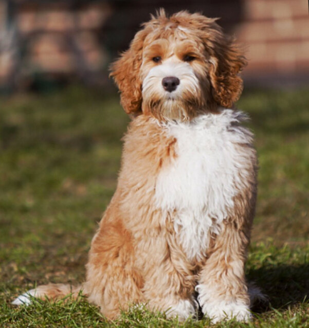 Австралийский коббердог