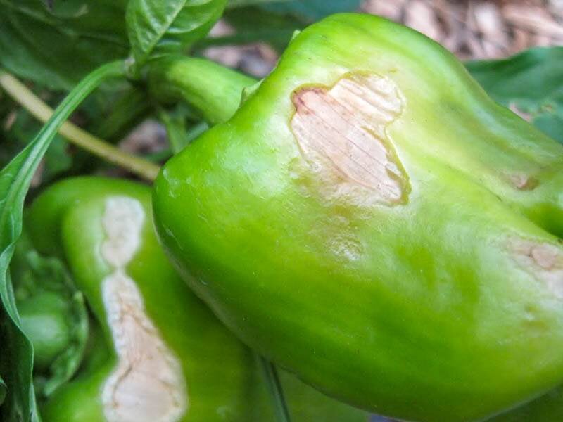 Вот так от прямых лучей солнца могут пострадать плоды сладкого перца