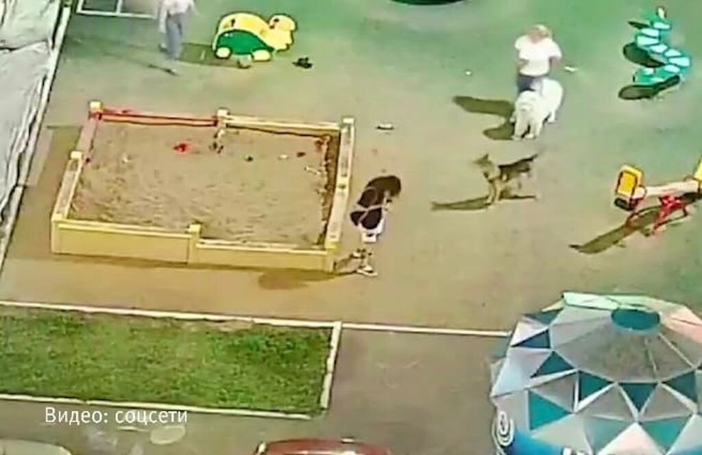    В Оренбурге бродячая собака на детской площадке напала на девушку. У нее укусы лица, руки и груди