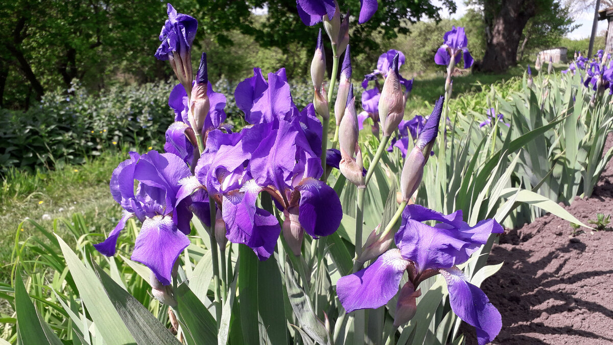 Первые зацветают синие