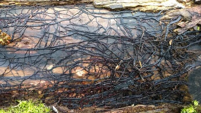 Ризоморфы опенка осеннего (Armillaria mellea) на убиенном стволе. Фото: The Wildlife Trust for Birmingham & Black Country.