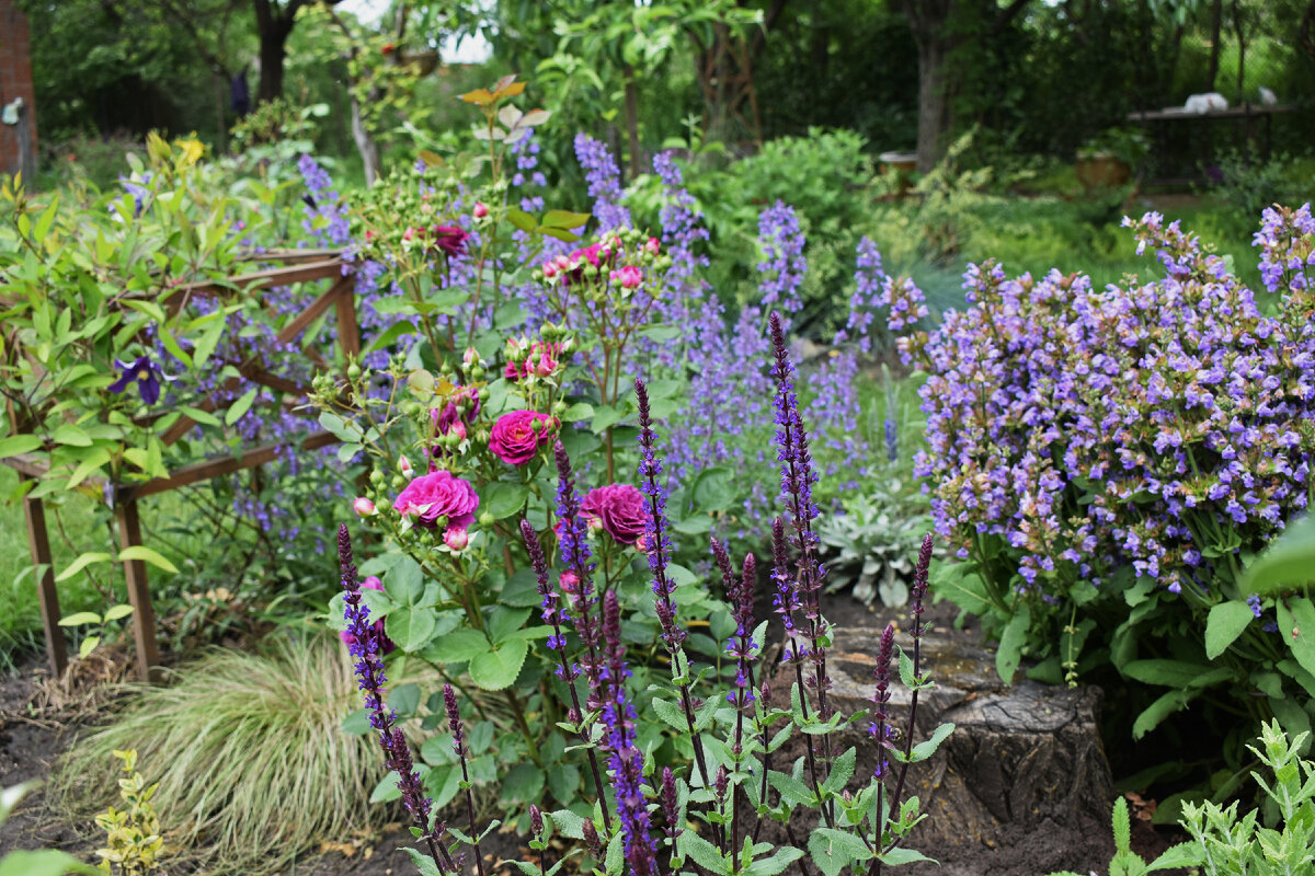 Сад в фиолетовых тонах: шалфей дубравный, шалфей лекарственный, котовник, роза, клематис.
