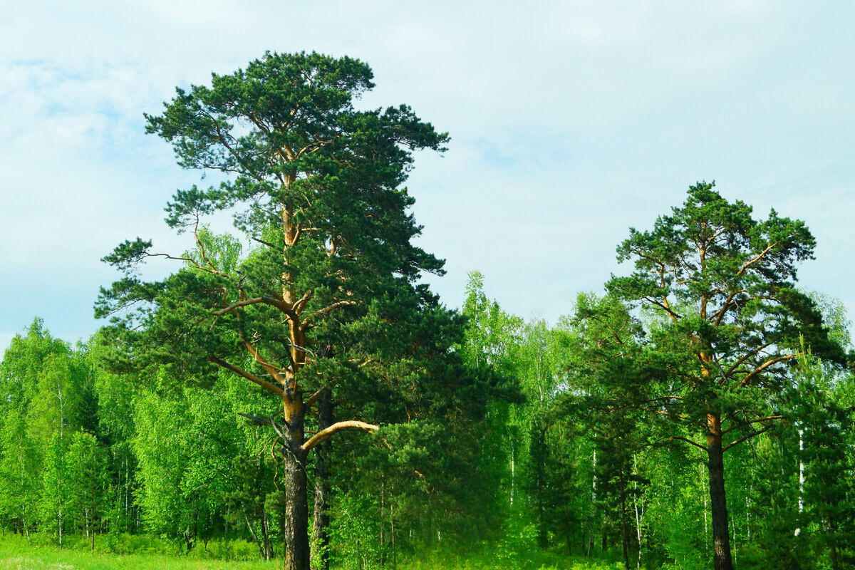 фотография из фотоархива Нагорного Алексея и Лилии Светлой