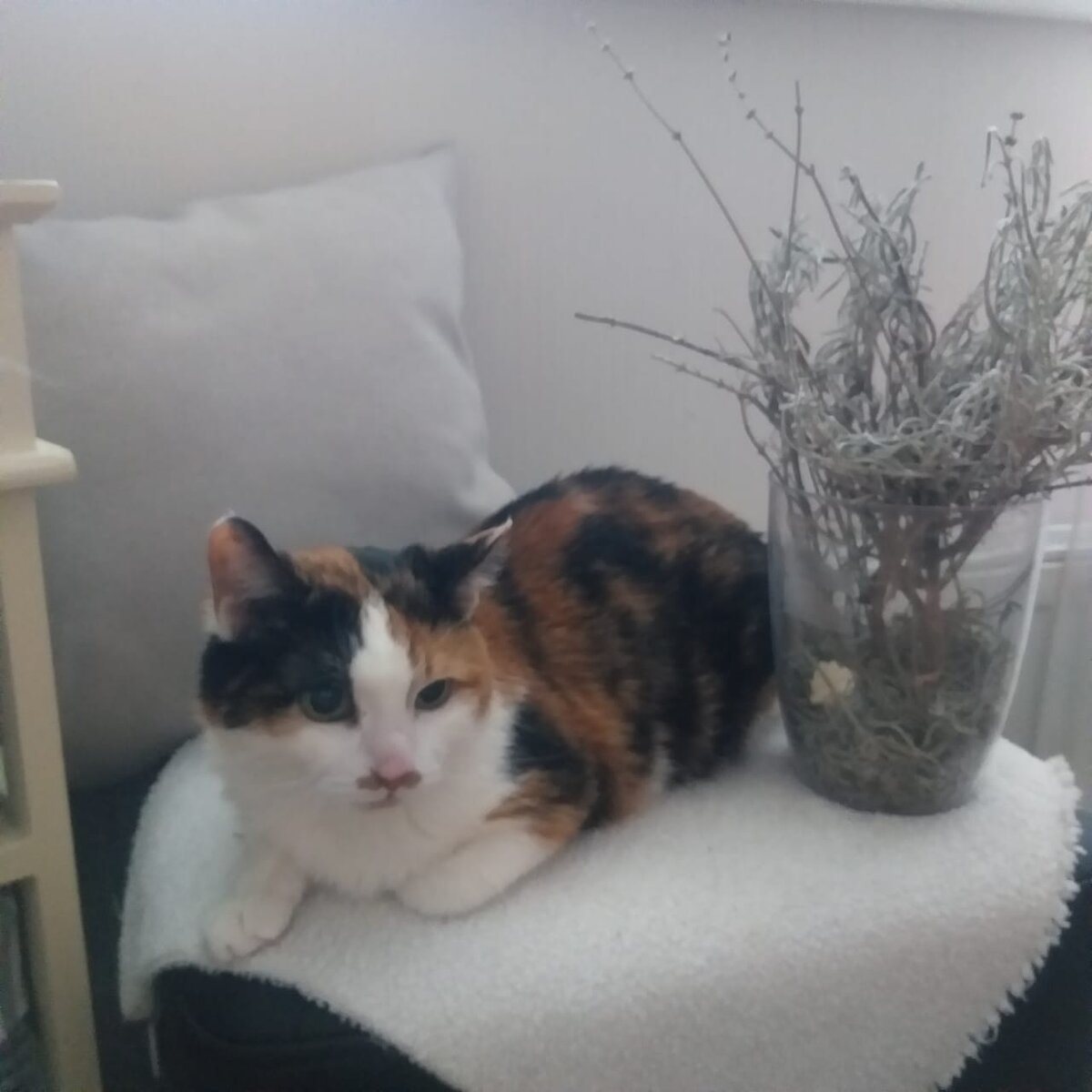 Кошка у моей мамы