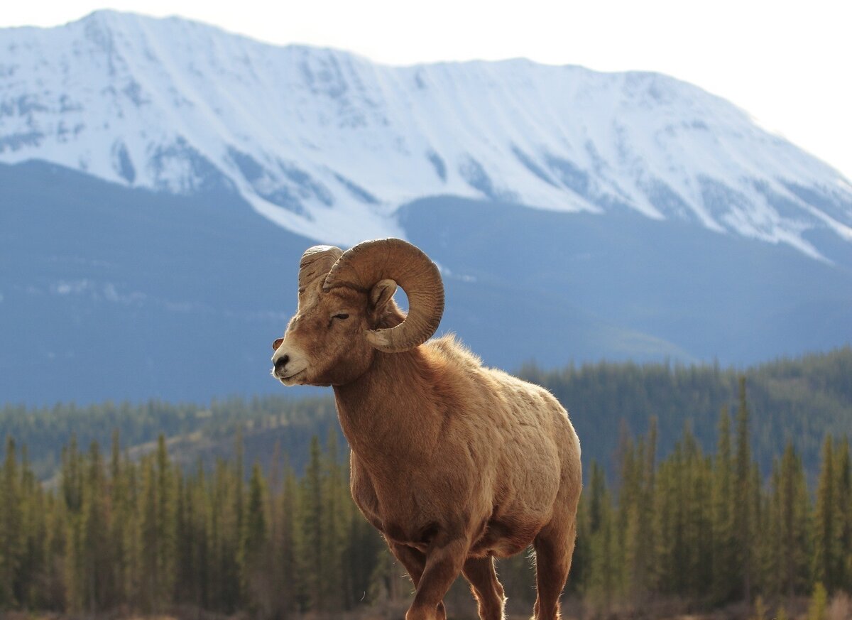 Архар в горах Тянь-Шаня