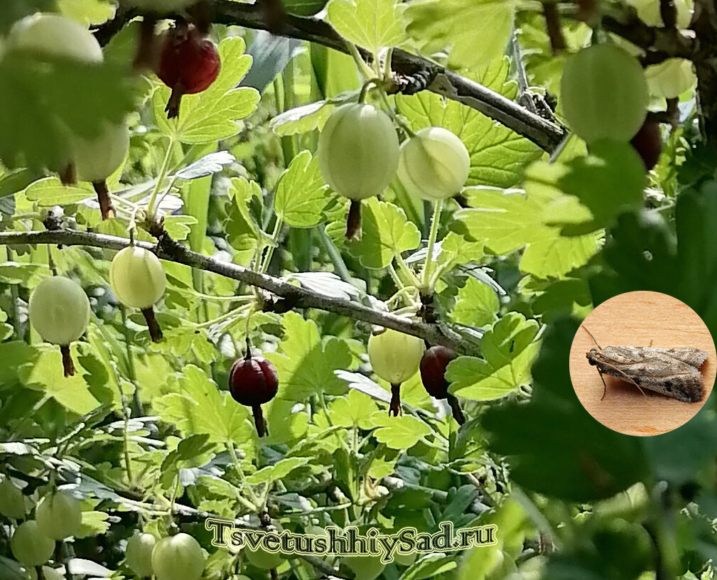 Покрасневшие раньше времени ягоды свидетельствуют о том, что появилась крыжовниковая огнёвка. Фото крыжовниковой огнёвки взято с сайта https://maja-dacha.ru.