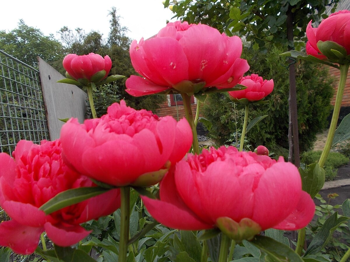 Lorelei /Лорелей/ 