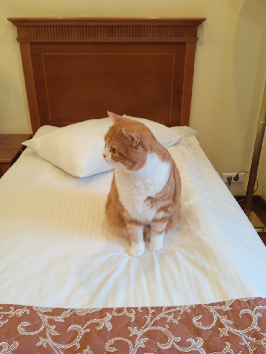 Кекс в гостинице. Осматривает номер.