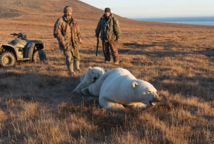 Остров Врангеля – самая северная заповедная зона в России, «роддом» белых медведей, объект Всемирного наследия ЮНЕСКО.-3