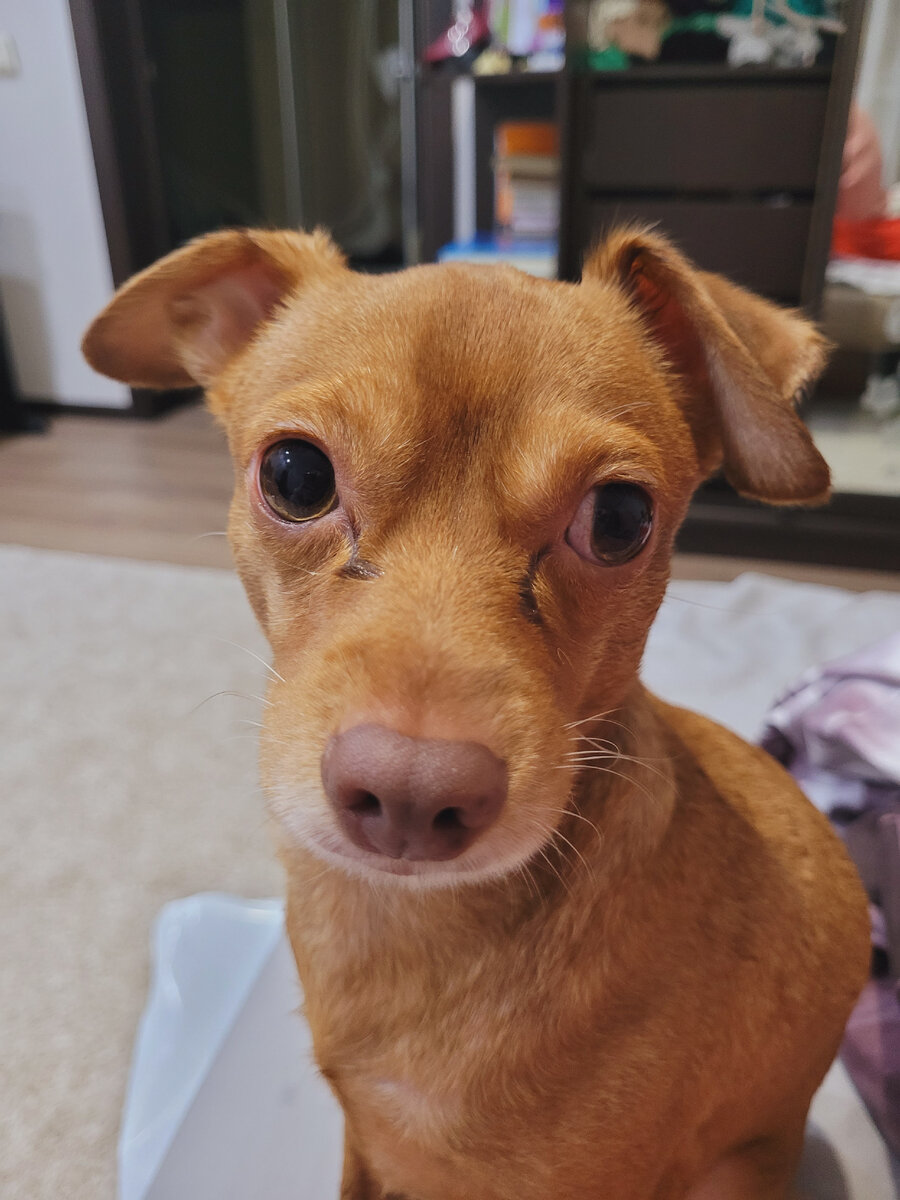 Русский той терьер