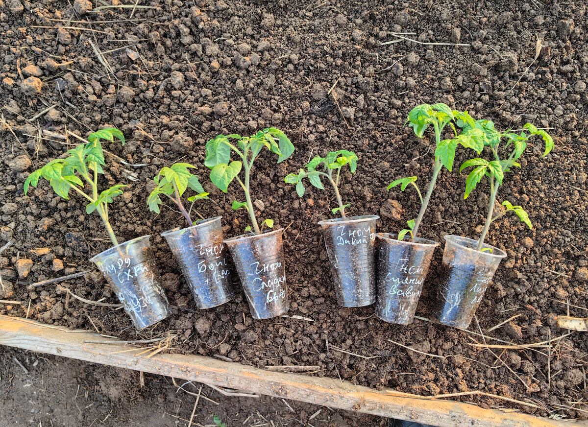 Фото от 26 мая 2023г