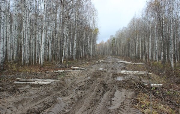 © Администрация Тавдинского городского округа / adm-tavda.ru (Автодорога Карабашка – Тавда, 2016 г.)