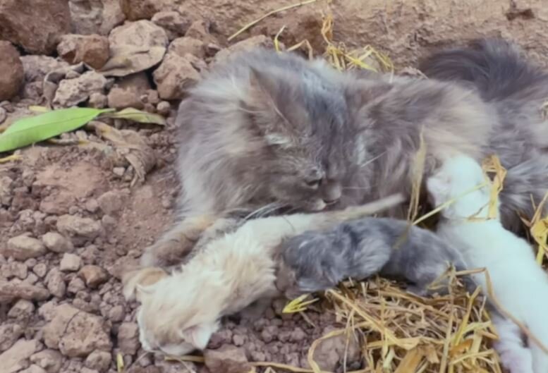 бездомных котенков и кошек. бездомная кошка с котятами. найдена кошка мама. найдена кошка мама. кошка обрела семью.