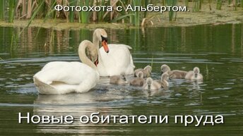 Фотоохота с Альбертом. Новые обитатели пруда.