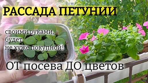 Выращиваю рассаду ПЕТУНИИ только ТАК 🌺 Крепкие, шариком и ЦВЕТУТ к лету! Попробуйте: рассказываю по шагам