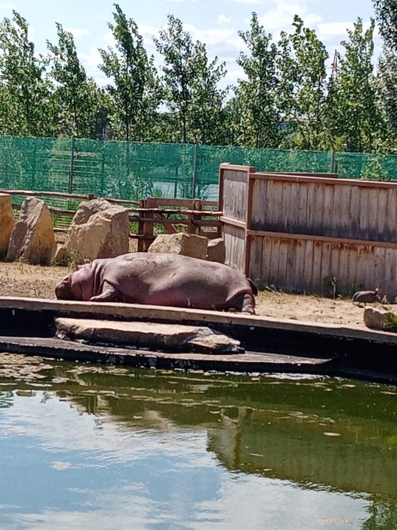 БЕГЕМОТ СПЯЩИЙ.