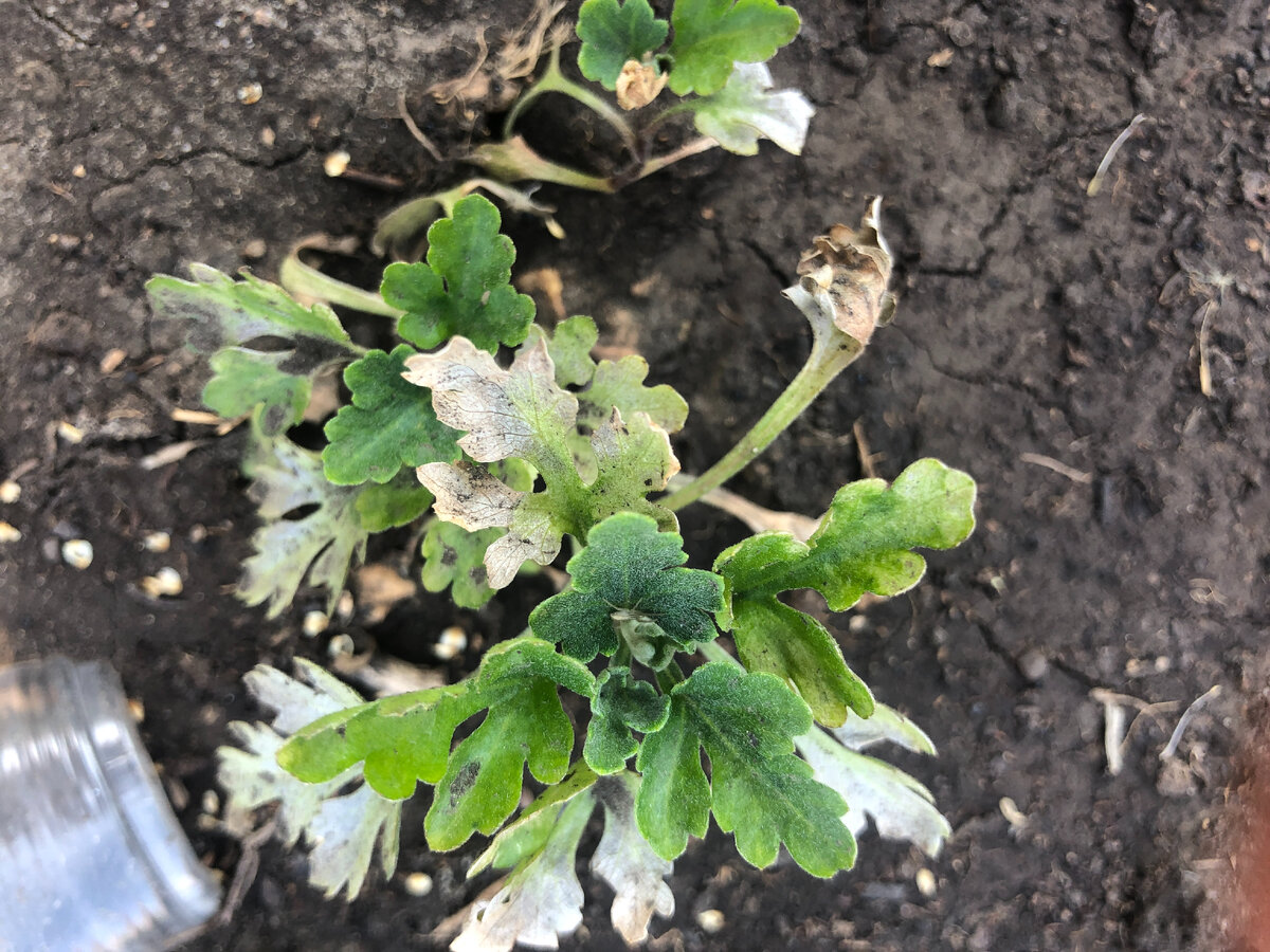 Высаженный черенок Мультифлоры горит от жары