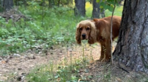 Кот Барсик и Таня | Собираю видеоматериал для ролика: чем кошка ...