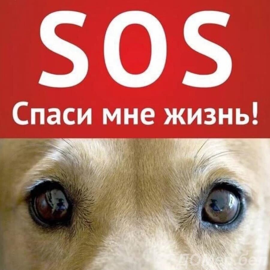 Картинки sos нужна помощь