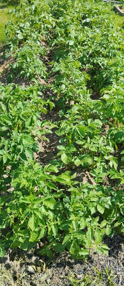 Картофельные ряды