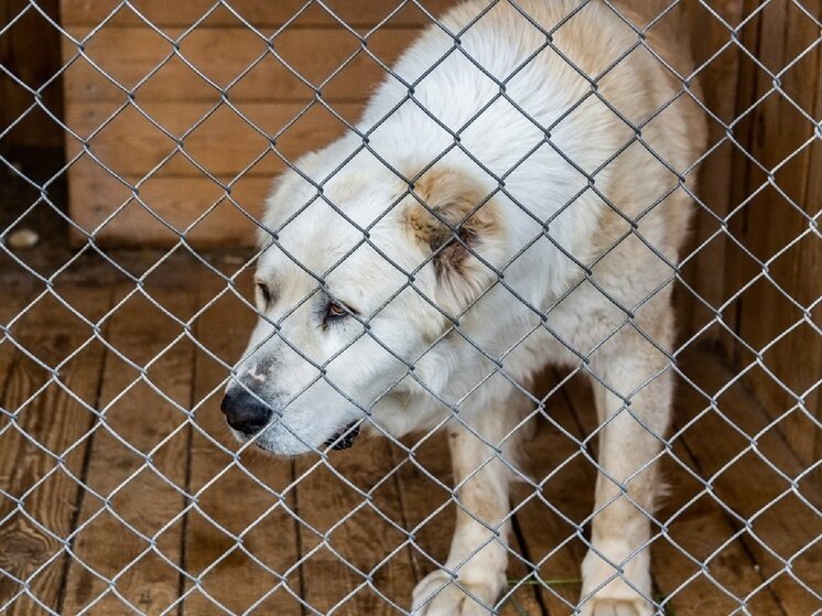     Фото: Густаво Зырянов / Сиб.фм