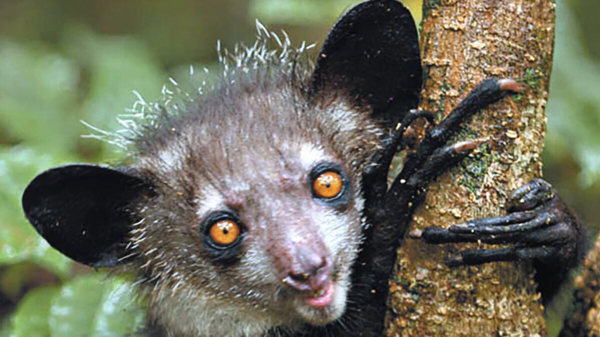 Мадагаскарская руконожка. Айайи. Руконожка мадагаскарская или ай-ай. Мадагаскарская руконожка. Мадагаскарская рука ножка.