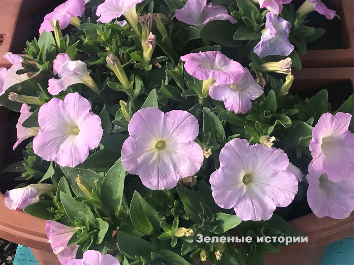 Моя схема подкормки петунии для пышного цветения | Зелёные истории | Дзен