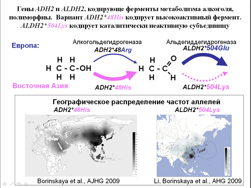 2.504. Альдегиддегидрогеназа фермент. Алкогольдегидрогеназа метаболизирует:. Ферменты метаболизма алкоголя. Альдегиддегидрогеназа формула.