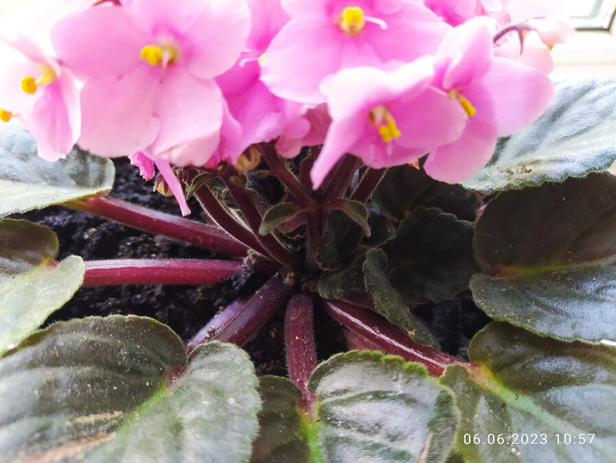 Фото автора | фиалки | Комнатные цветы 